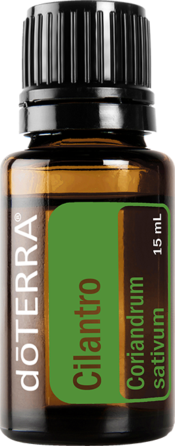 Cilantro Essential Oil - 15ml