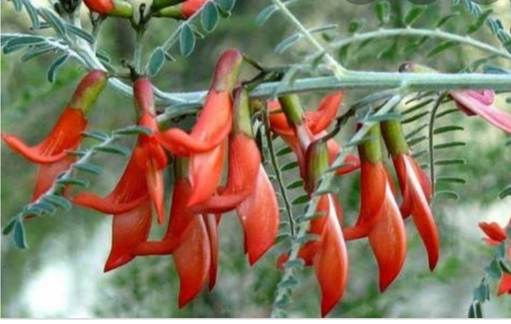 Cancerbush Sutherlandia Capsules