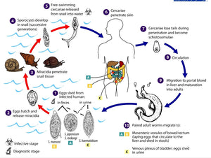 Bilharzia Capsules
