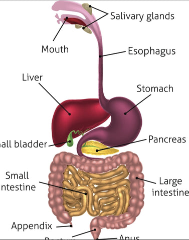 DIGESTIVE, COLON AND PARASITE CLEANSE - STEP 1