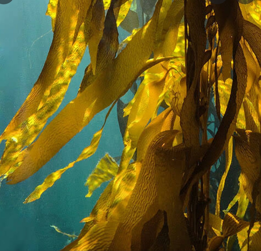 Kelp Capsules (60)